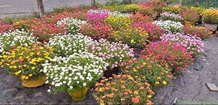 Portulaca.candeliya.10 clock