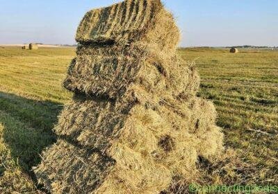 Free ad: Square bales in Calgary. Square bales in Calgary