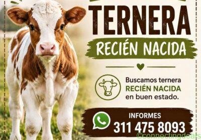 Free ad: Ternerita in Bogotá. Ternerita in Bogotá