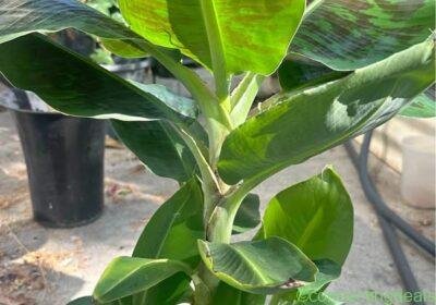 Thai Dwarf Nam Wa Banana Plant in Los Angeles