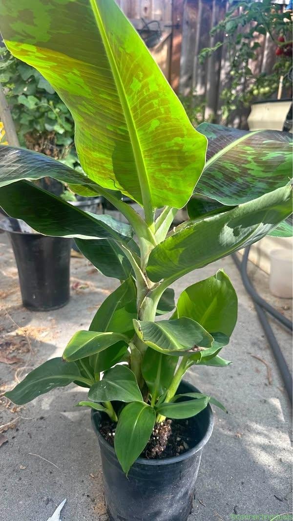 Thai Dwarf Nam Wa Banana Plant