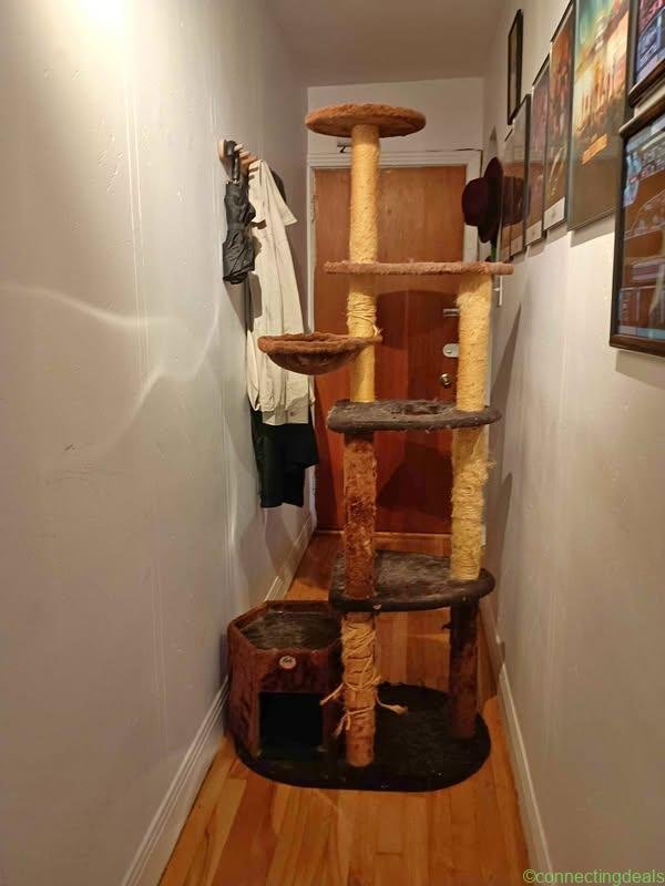 Très grand arbre à chat.tes!