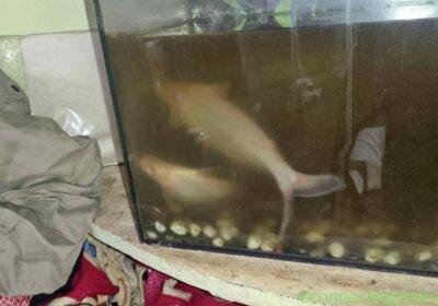 Two iridescent shark one 6 inch second 4 inch in Mumbai