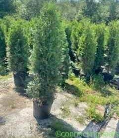 Free ad: URGENT - Cèdres Skybound in Montreal. URGENT - Cèdres Skybound in Montreal