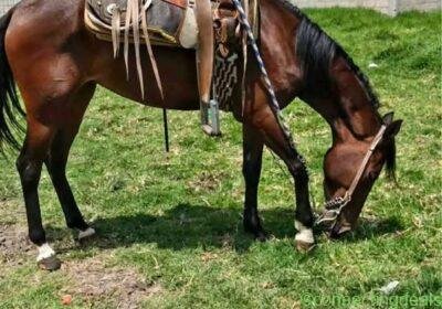 Free ad: Yagua de 4 años 🐎 in Mexico City. Yagua de 4 años 🐎 in Mexico City
