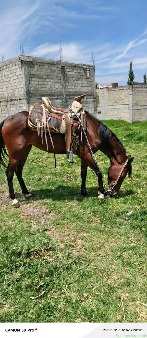 Yagua de 4 años 🐎