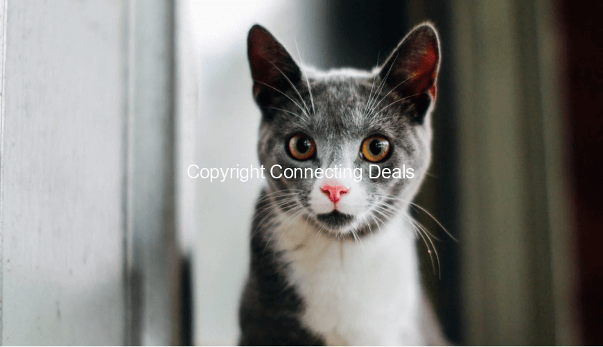 NIkolas Chartreux Cat