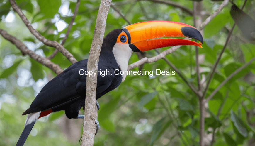 Toco toucan
