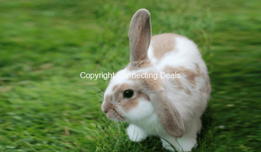 Radar Rabbit