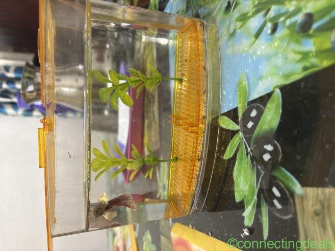 Fighter fish