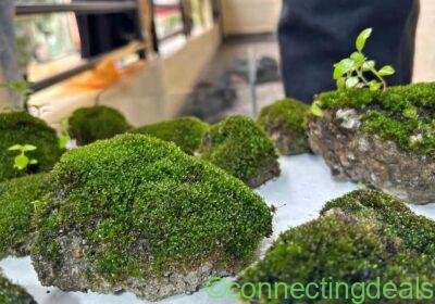 Broom moss on stones