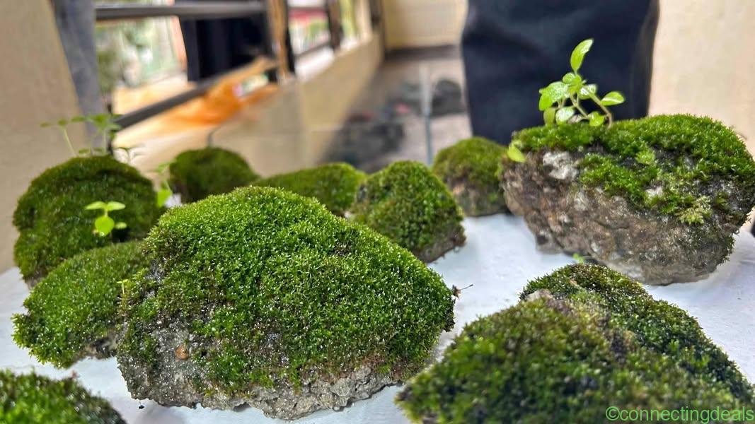 Broom moss on stones