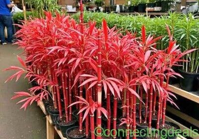 Red bamboo plant available