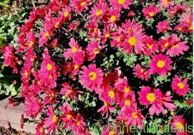 Perennial Garden Mum plant