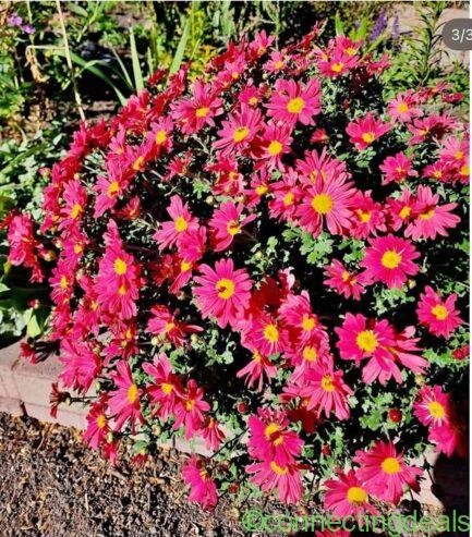 Perennial Garden Mum plant