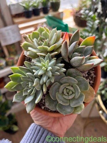 Succulent Garden Arrangement