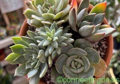 Succulent Garden Arrangement