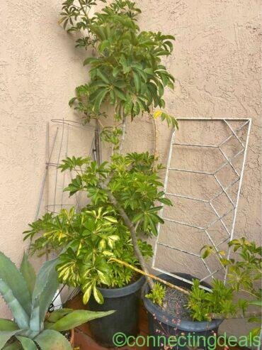 Large garden plant