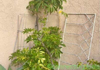 Large garden plant