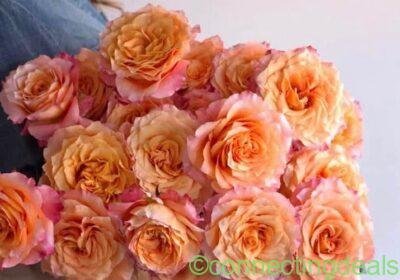 Free Spirit Garden Rose in 1gallon pot
