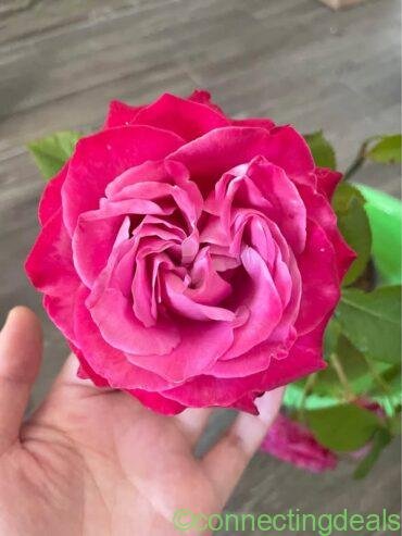 All for love garden rose