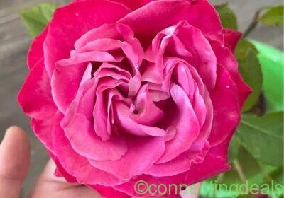 All for love garden rose