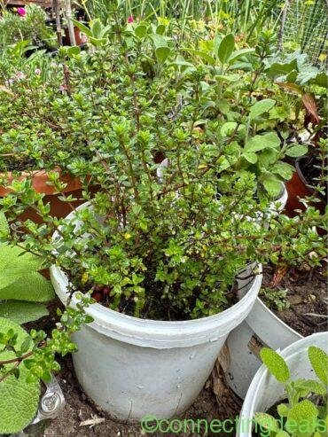 Have a beautiful and nice herbs in your one garden