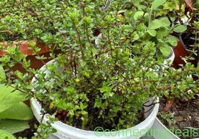 Have a beautiful and nice herbs in your one garden