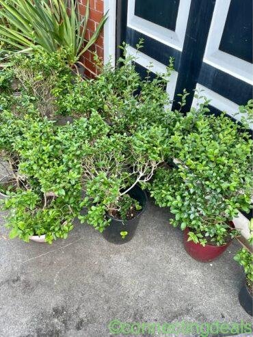 Healthy outdoor garden plants