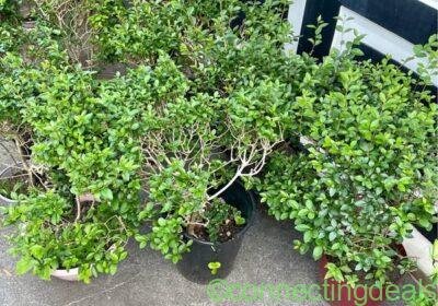 Healthy outdoor garden plants