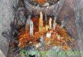 The Most Powerful SpirItual Herbalist IN Nigeria