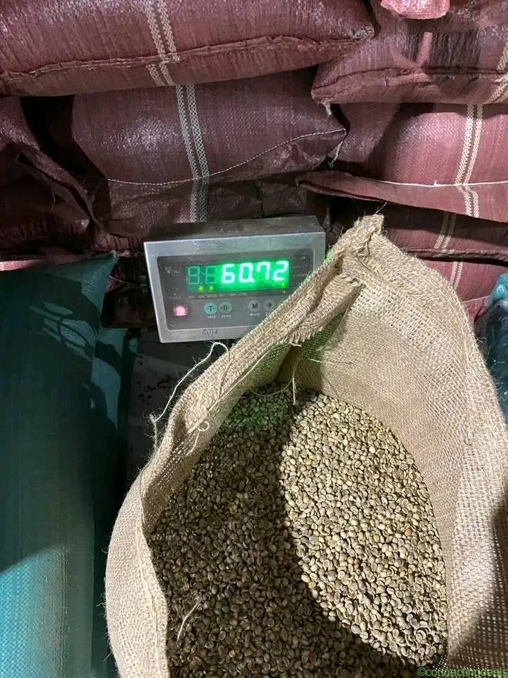 Quality Arabica Coffee Beans From Kenya for Export