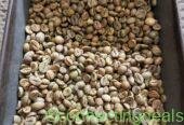 Quality Arabica Coffee Beans From Kenya for Export