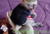 capuchin monkeys, spider monkeys &,chimpanzees