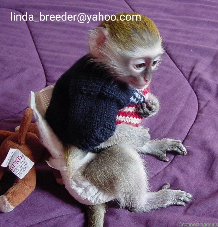 capuchin monkeys, spider monkeys &,chimpanzees