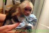 capuchin monkeys, spider monkeys &,chimpanzees