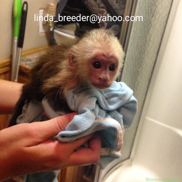 capuchin monkeys, spider monkeys &,chimpanzees