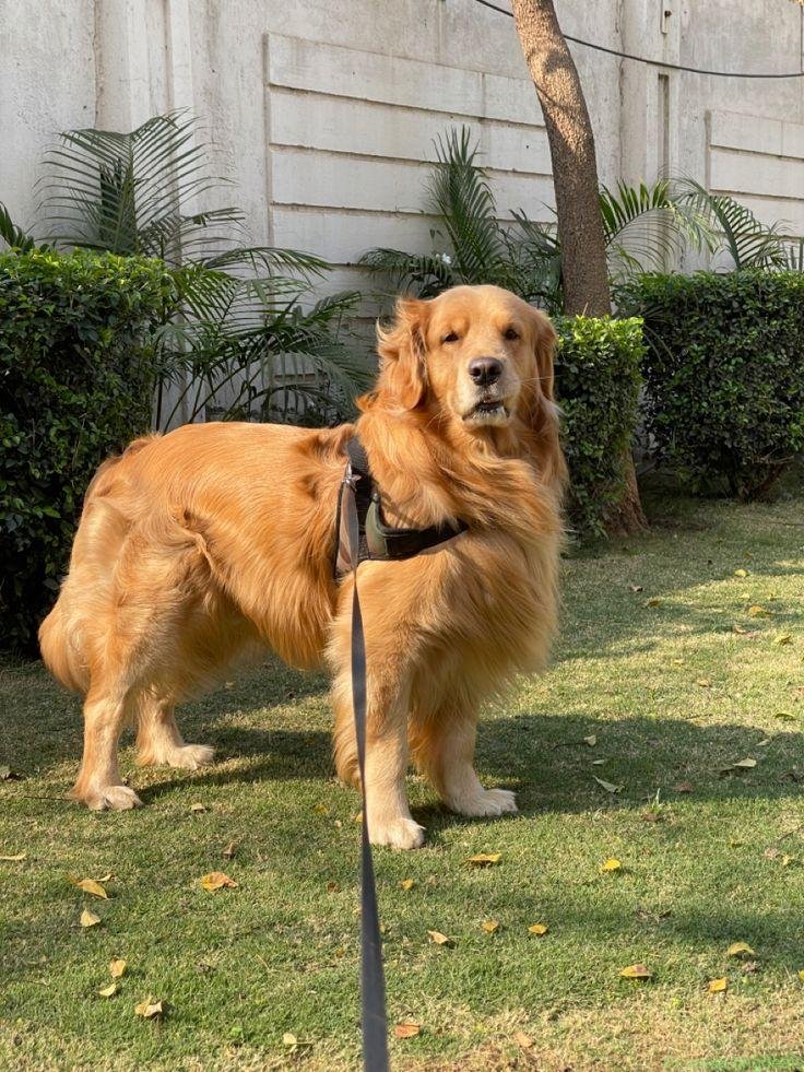 Golden Retriever