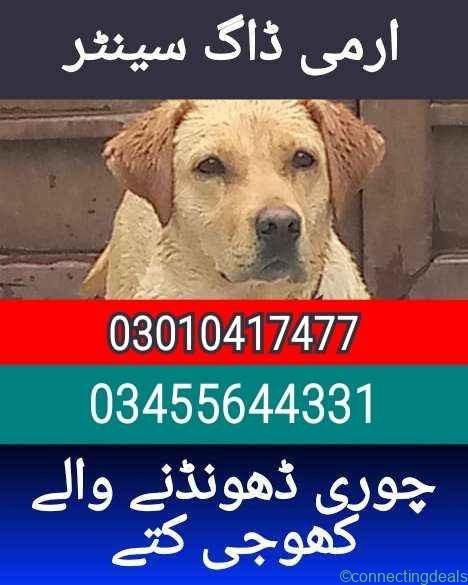 Army dog center 03010417477