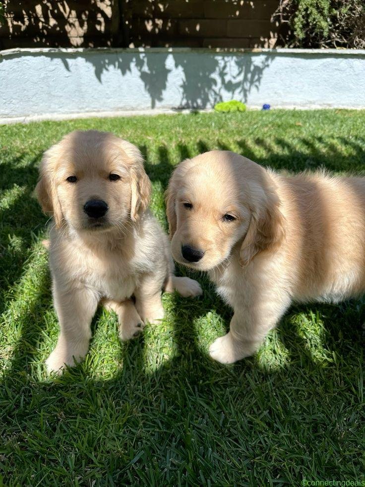 Beautiful golden retriever puppies for sale