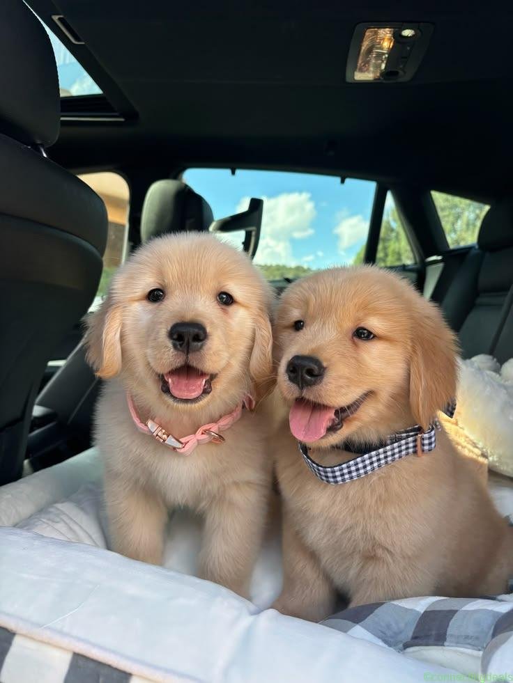 Golden retriever puppies for sale
