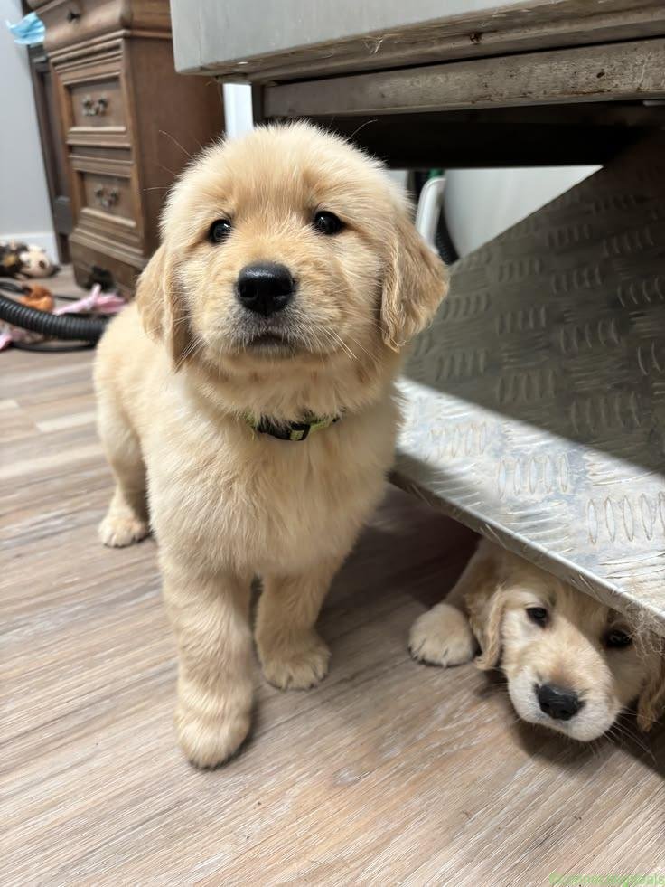 Top class golden retriever puppies for sale