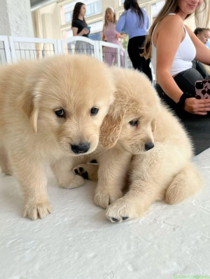 Sweet golden retriever puppies for sale