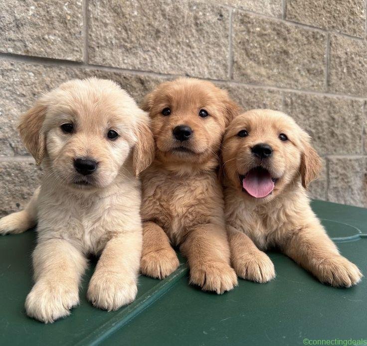 Fantastic gold retriever puppies for sale